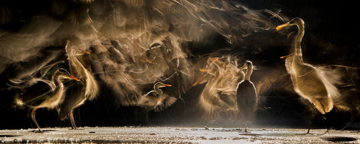 Лучшее с конкурса Bird Photographer of the Year 2018 Лучшее с конкурса Bird Photographer of the Year 2018
