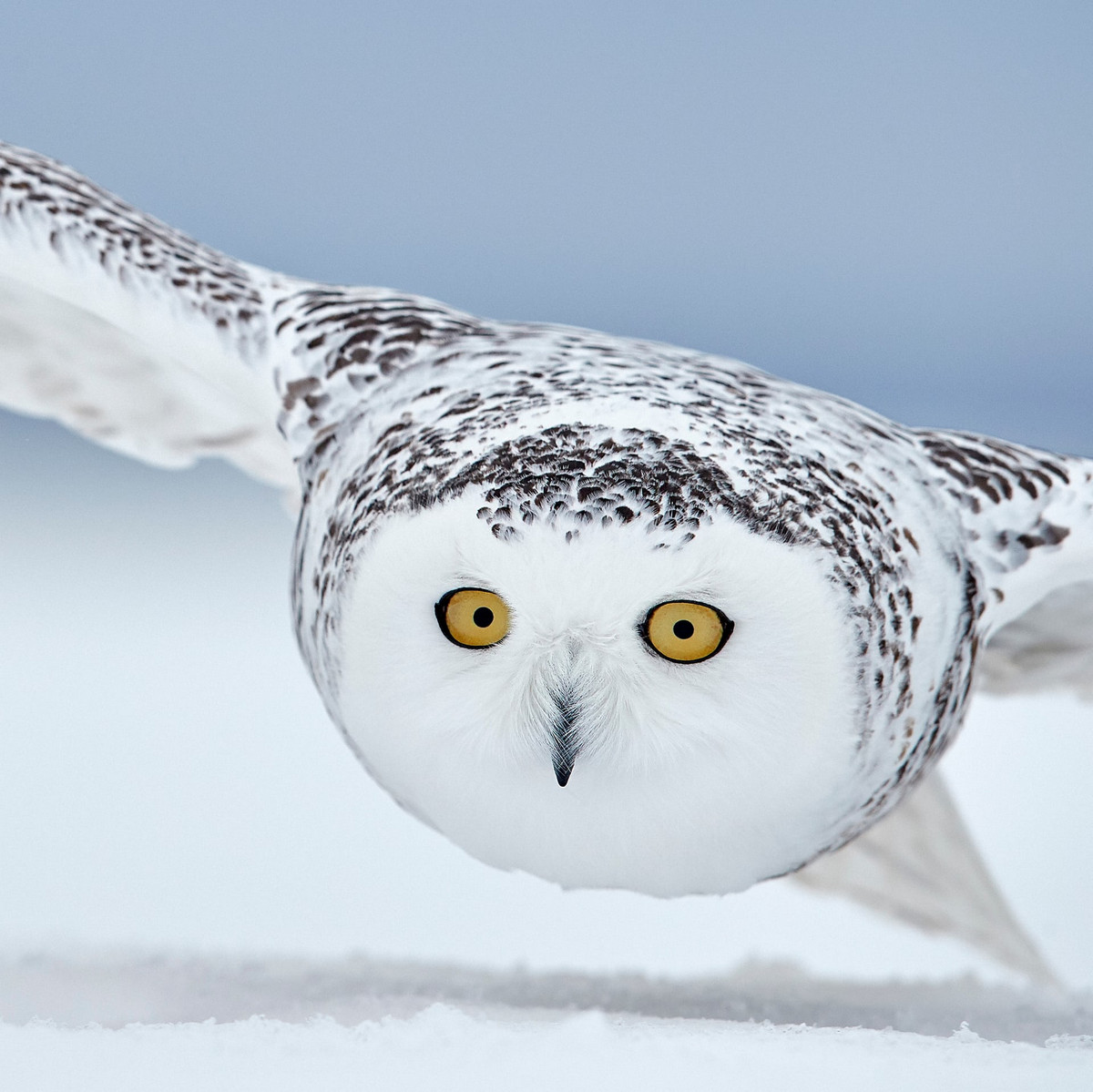 Лучшее с конкурса Bird Photographer of the Year 2018 Лучшее с конкурса Bird Photographer of the Year 2018