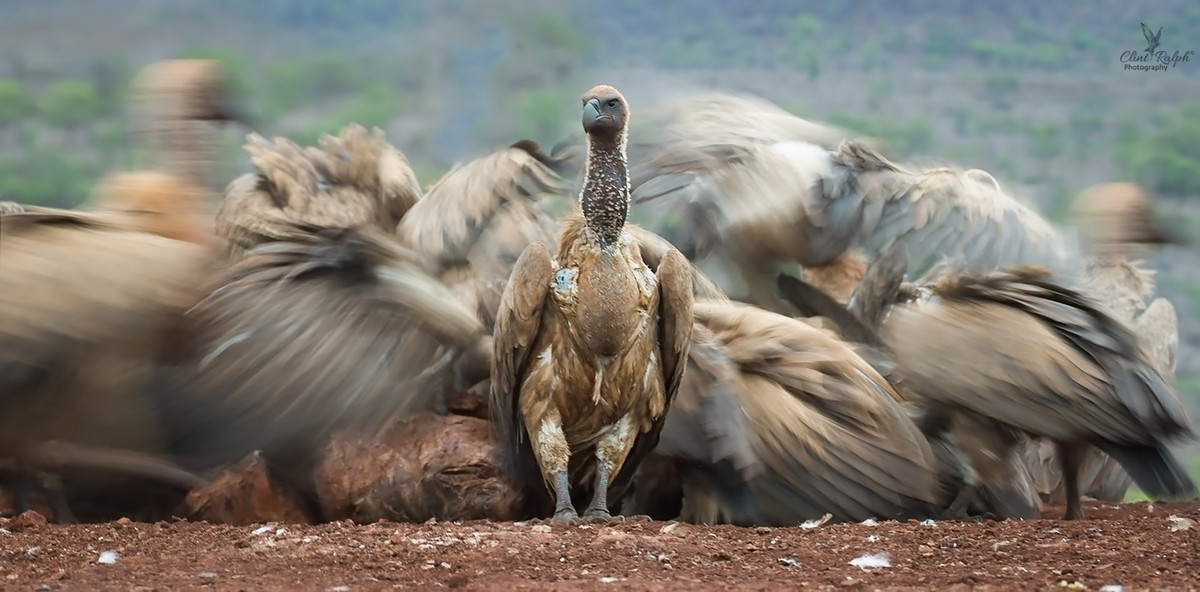 Лучшее с конкурса Bird Photographer of the Year 2018 Лучшее с конкурса Bird Photographer of the Year 2018