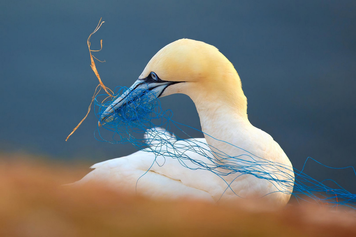Лучшее с конкурса Bird Photographer of the Year 2018 Лучшее с конкурса Bird Photographer of the Year 2018