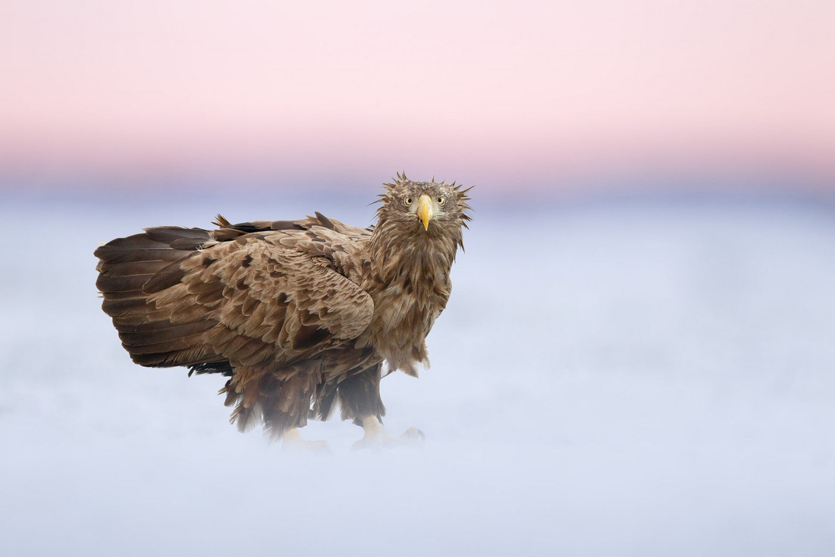Лучшее с конкурса Bird Photographer of the Year 2018 Лучшее с конкурса Bird Photographer of the Year 2018