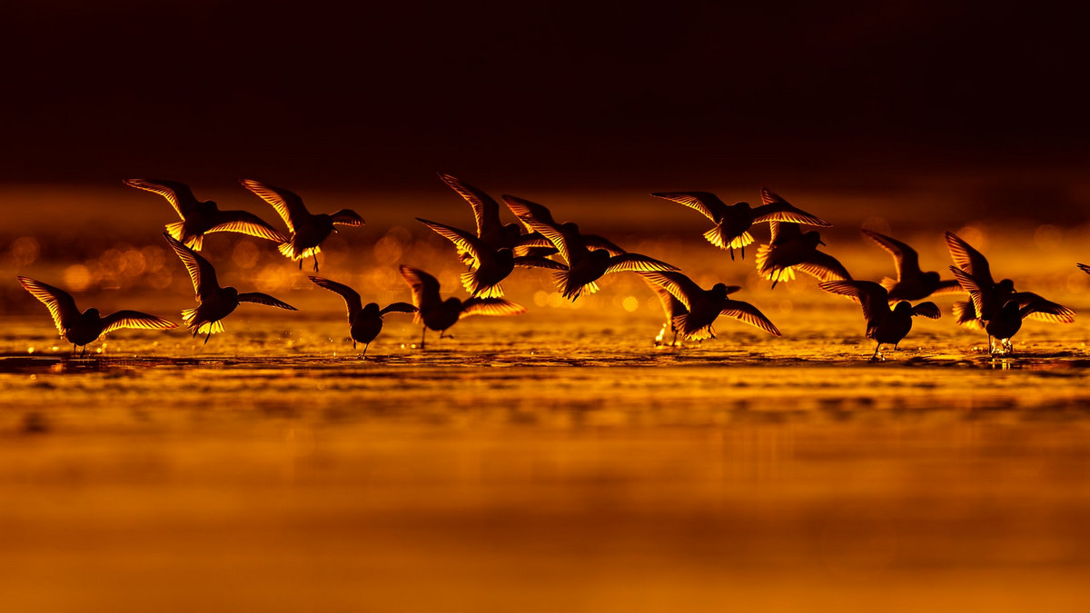Лучшее с конкурса Bird Photographer of the Year 2018 Лучшее с конкурса Bird Photographer of the Year 2018