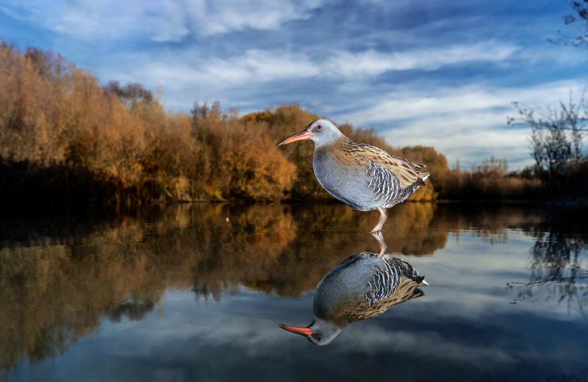 Лучшее с конкурса Bird Photographer of the Year 2018 Лучшее с конкурса Bird Photographer of the Year 2018