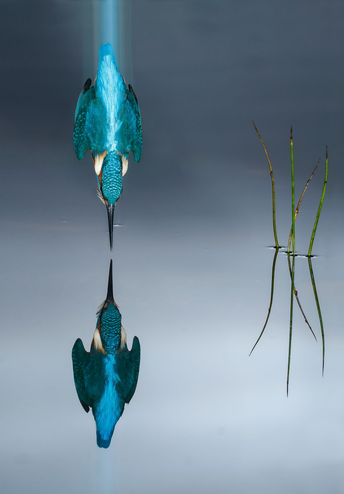 Лучшее с конкурса Bird Photographer of the Year 2018 Лучшее с конкурса Bird Photographer of the Year 2018