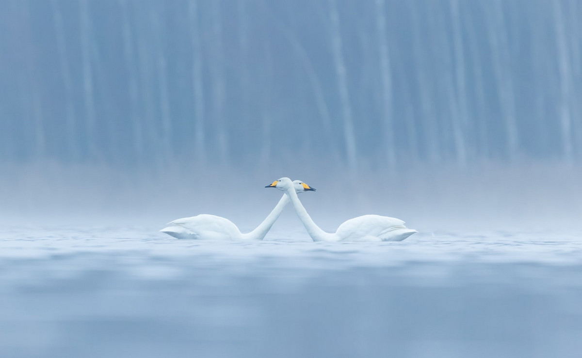 Лучшее с конкурса Bird Photographer of the Year 2018 Лучшее с конкурса Bird Photographer of the Year 2018