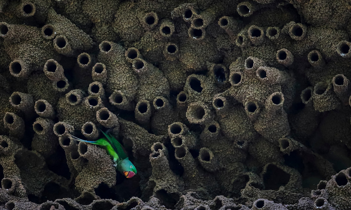 Лучшее с конкурса Bird Photographer of the Year 2018 Лучшее с конкурса Bird Photographer of the Year 2018