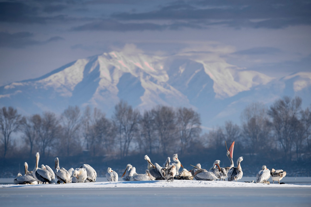 Лучшее с конкурса Bird Photographer of the Year 2018 Лучшее с конкурса Bird Photographer of the Year 2018