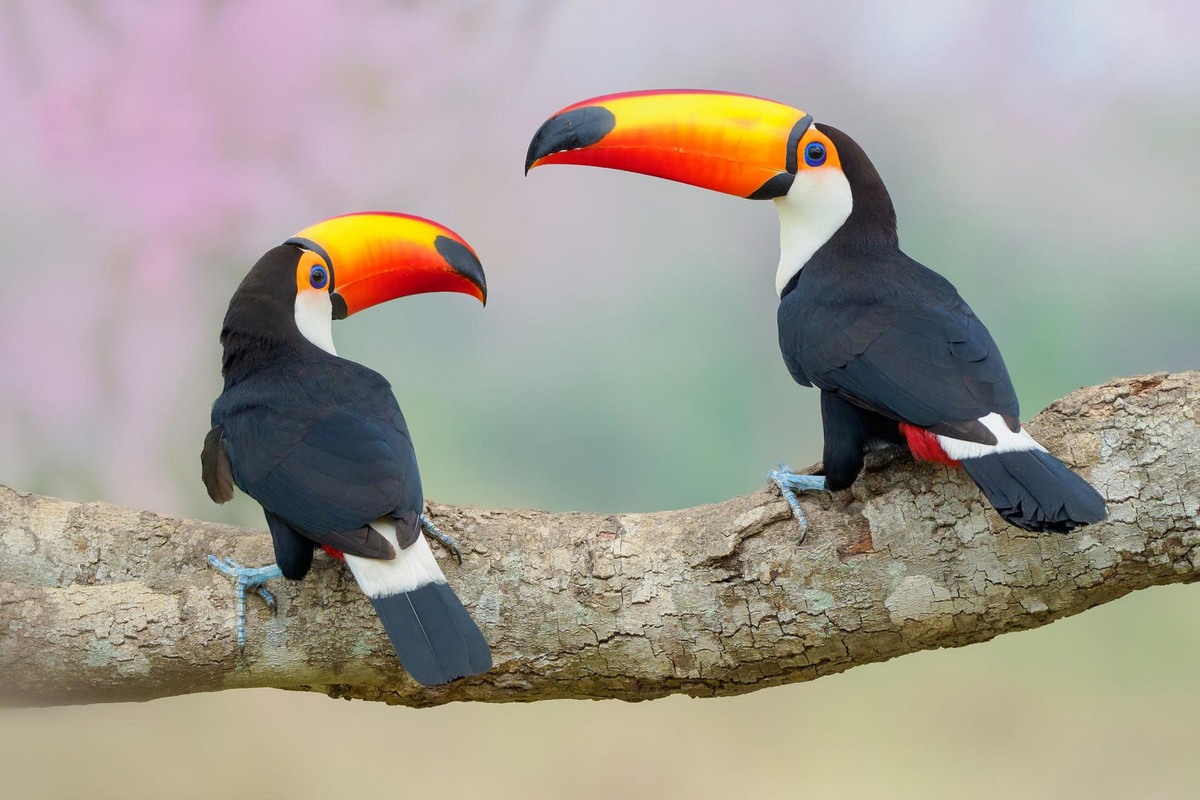 Лучшее с конкурса Bird Photographer of the Year 2018 Лучшее с конкурса Bird Photographer of the Year 2018
