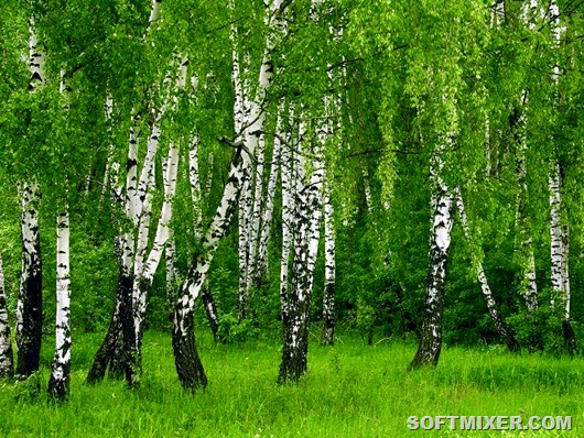 Растения, которые предсказывают погоду Растения, которые предсказывают погоду