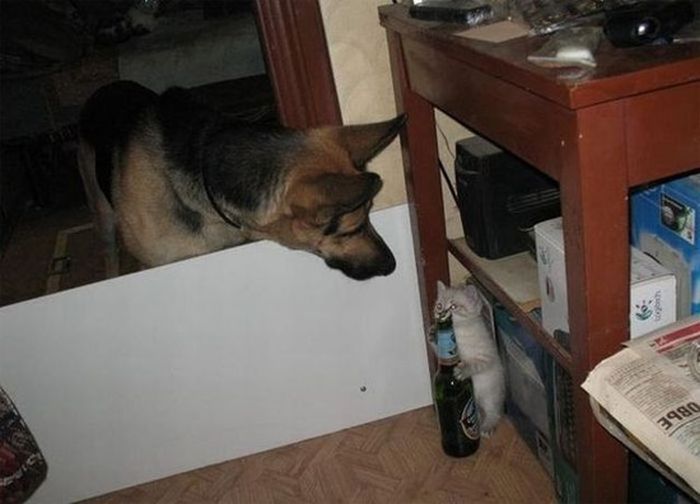 Прикольные картинки