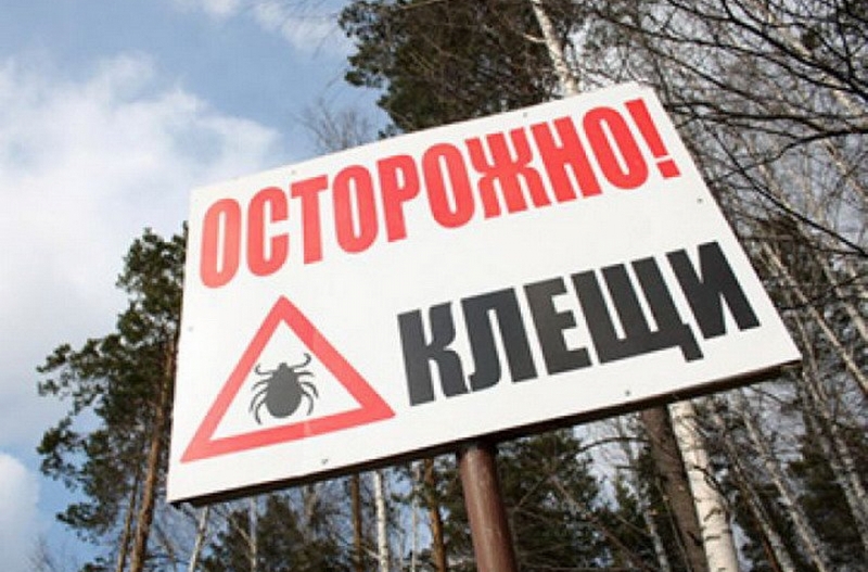 10 паразитов, которых следует опасаться летом