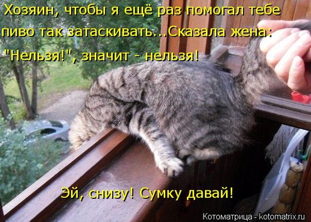 Лучшие котоматрицы недели