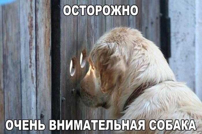 Порция картинок