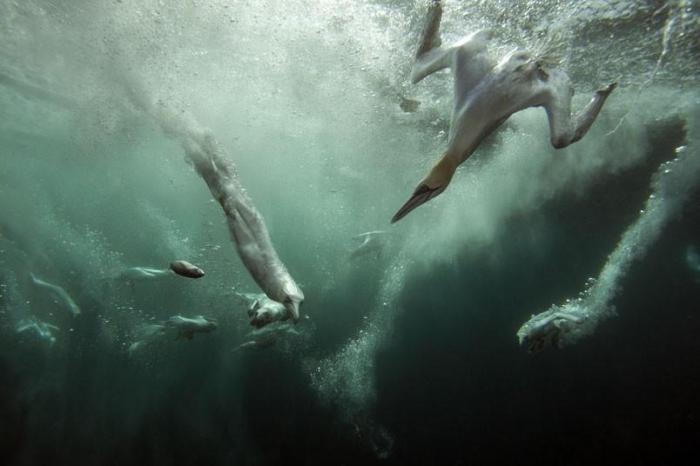 Победители конкурса The British Wildlife Photography Awards 2012 (27 фото)
