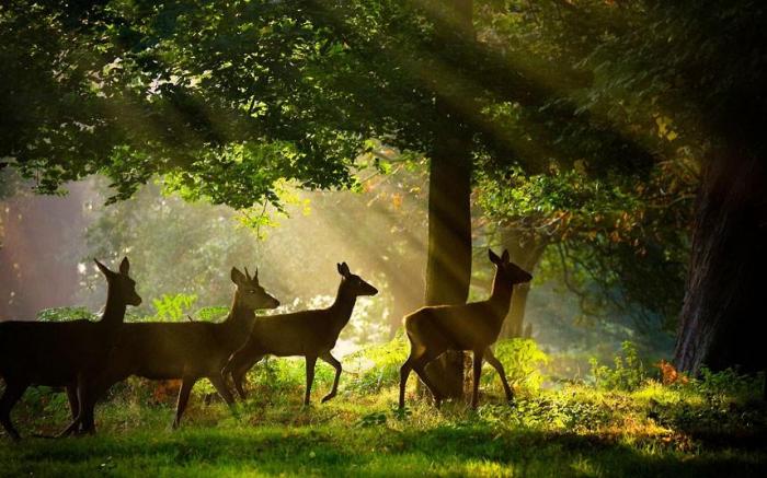 Победители конкурса The British Wildlife Photography Awards 2012 (27 фото)