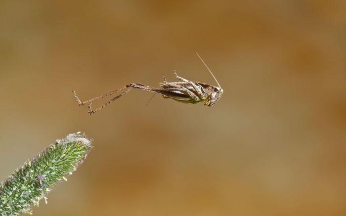 Победители конкурса The British Wildlife Photography Awards 2012 (27 фото)
