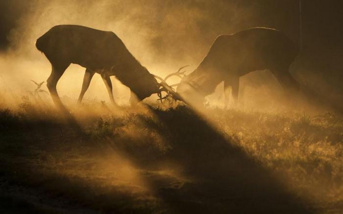 Победители конкурса The British Wildlife Photography Awards 2012 (27 фото)