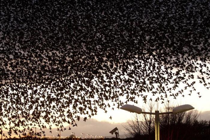 Победители конкурса The British Wildlife Photography Awards 2012 (27 фото)