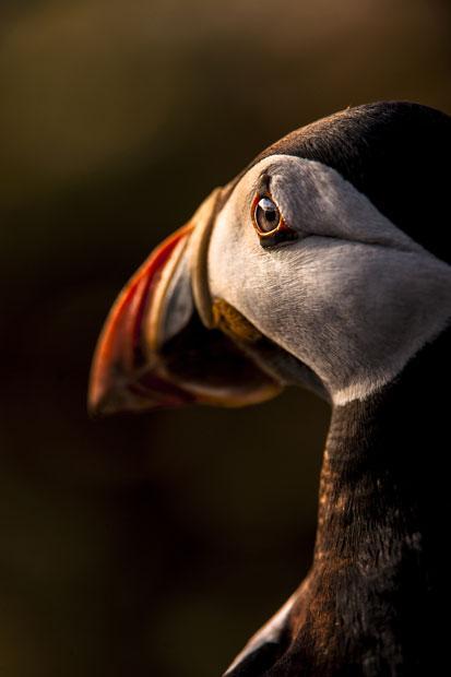 Победители конкурса The British Wildlife Photography Awards 2012 (27 фото)