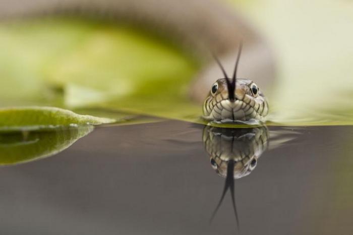 Победители конкурса The British Wildlife Photography Awards 2012 (27 фото)