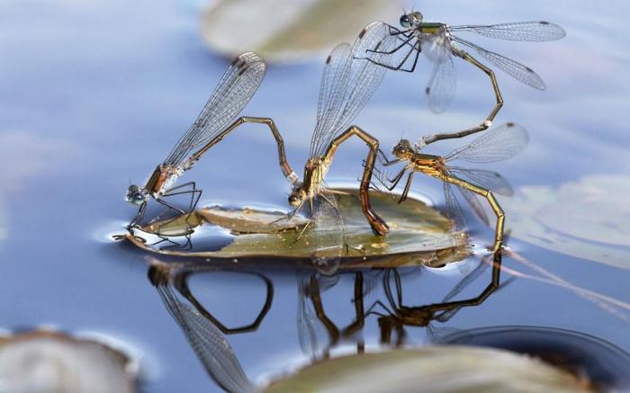 Победители конкурса The British Wildlife Photography Awards 2012 (27 фото)