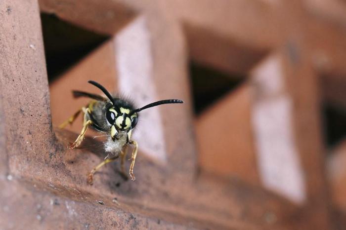 Победители конкурса The British Wildlife Photography Awards 2012 (27 фото)