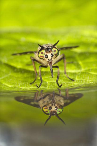 Победители конкурса The British Wildlife Photography Awards 2012 (27 фото)