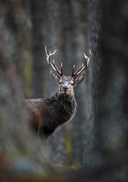 Победители конкурса The British Wildlife Photography Awards 2012 (27 фото)