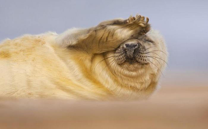 Победители конкурса The British Wildlife Photography Awards 2012 (27 фото)