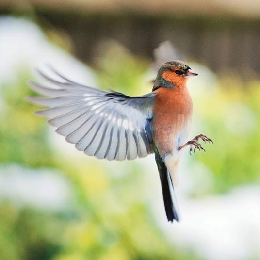 Победители конкурса The British Wildlife Photography Awards 2012 (27 фото)