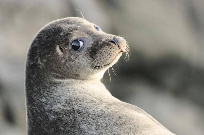 Победители конкурса The British Wildlife Photography Awards 2012 (27 фото)