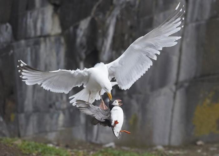Победители конкурса The British Wildlife Photography Awards 2012 (27 фото)