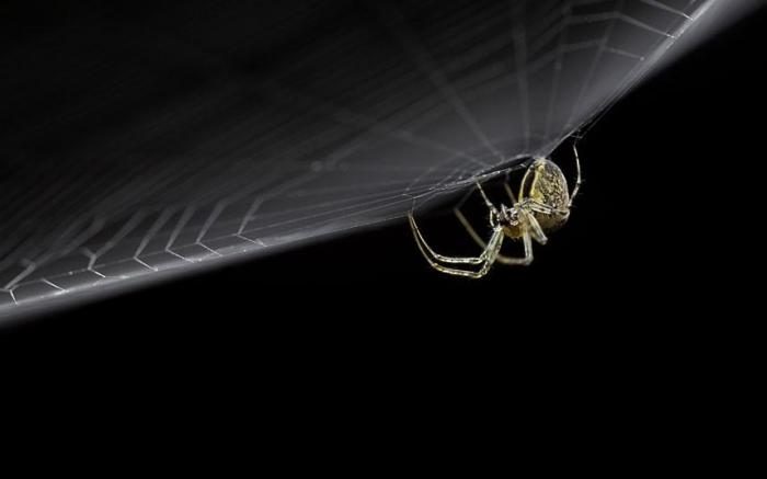 Победители конкурса The British Wildlife Photography Awards 2012 (27 фото)