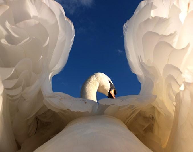 Победители конкурса The British Wildlife Photography Awards 2012 (27 фото)