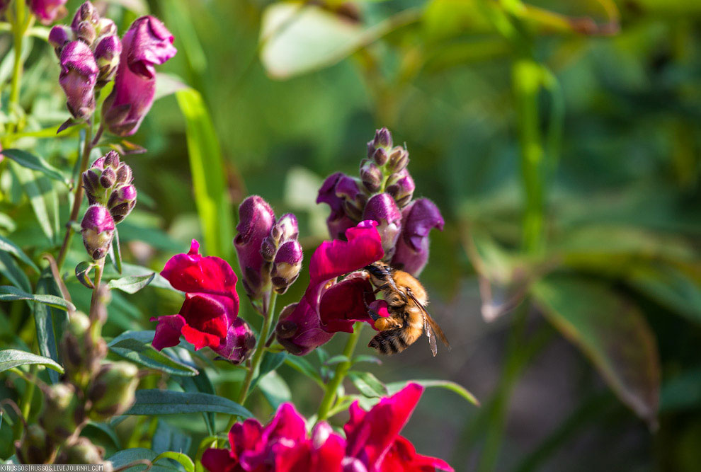 Хинганский заповедник на Дальнем Востоке Хинганский заповедник на Дальнем Востоке