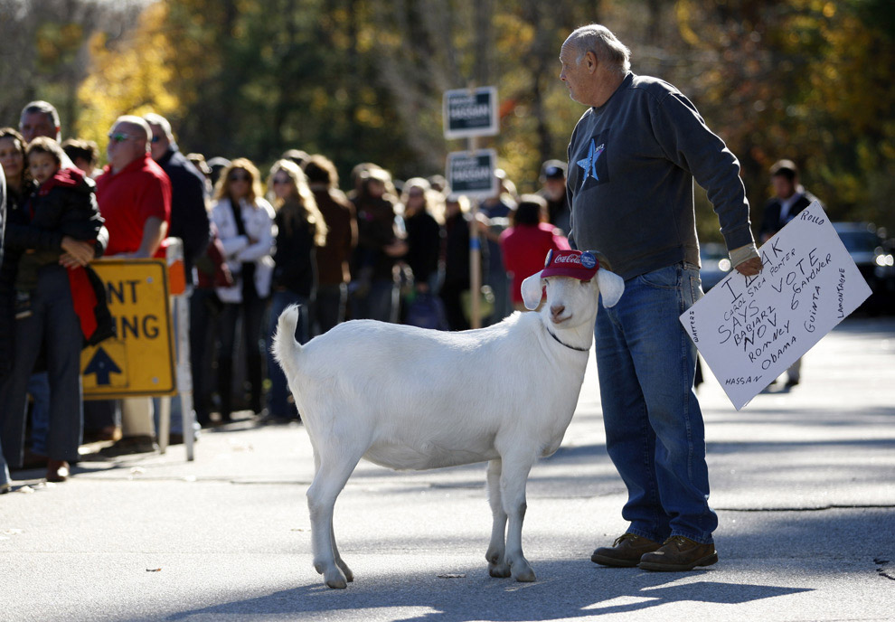 Необычные домашние животные Необычные домашние животные
