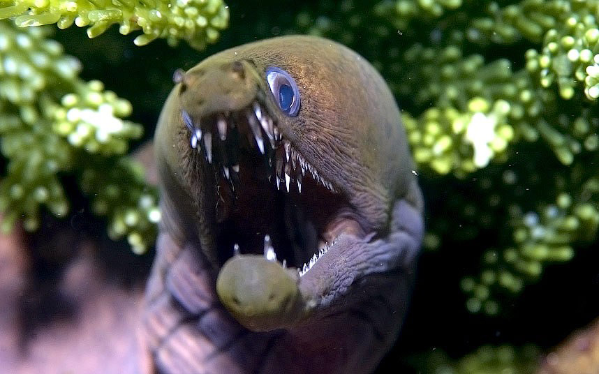 Ужасающие морские существа Ужасающие морские существа