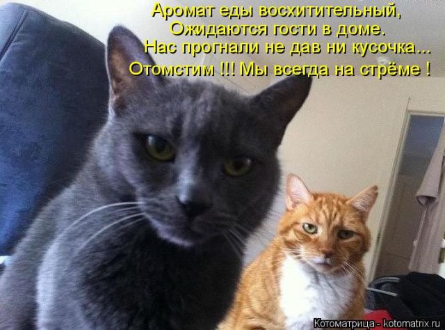 Лучшие котоматрицы недели