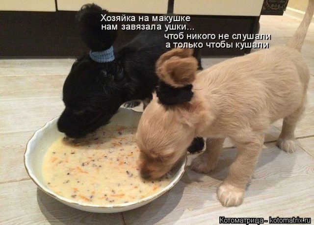 Лучшие котоматрицы недели