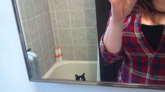 Внезапные коты