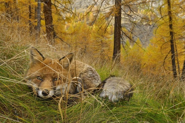 National Geographic выбрал лучшие фото 2015 года National Geographic выбрал лучшие фото 2015 года