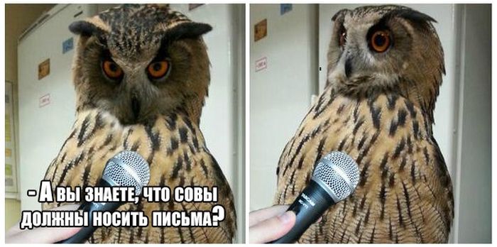 Порция картинок