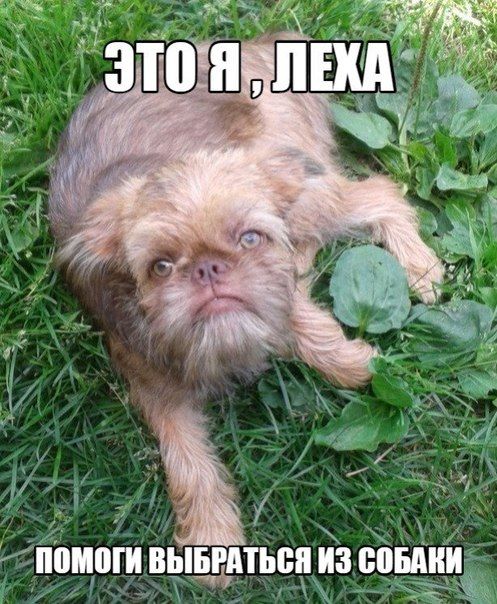 Порция картинок