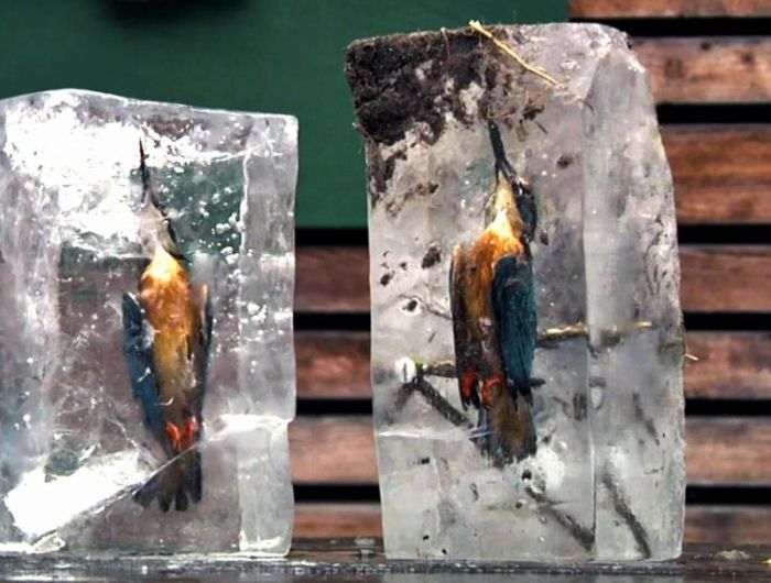 Зимородки вмерзли в лед водоема
