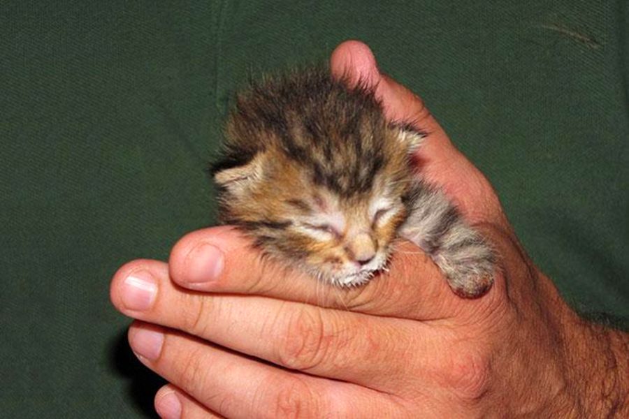 Котенок - звезда фейсбука (13 фото) Котенок - звезда фейсбука (13 фото)
