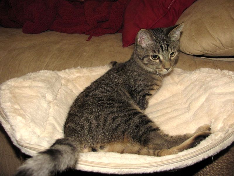 Котенок - звезда фейсбука (13 фото) Котенок - звезда фейсбука (13 фото)