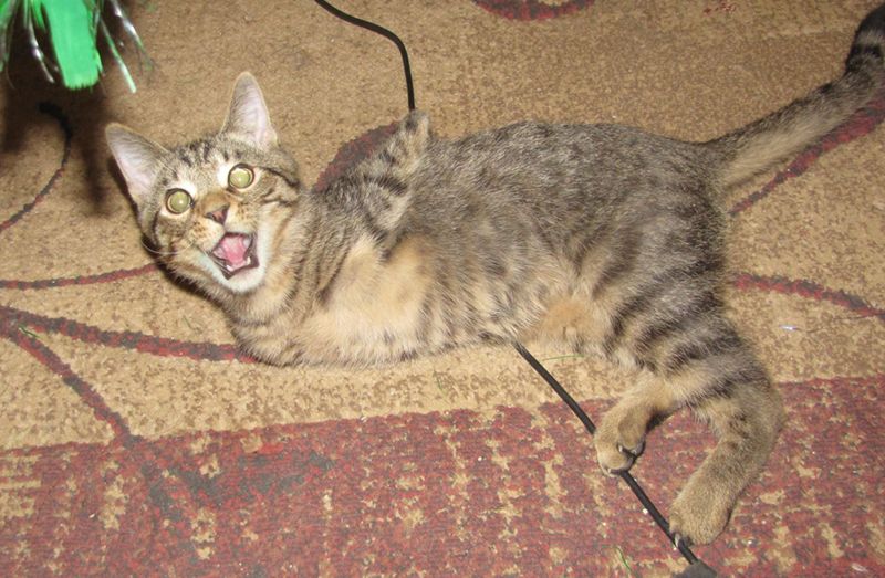 Котенок - звезда фейсбука (13 фото) Котенок - звезда фейсбука (13 фото)