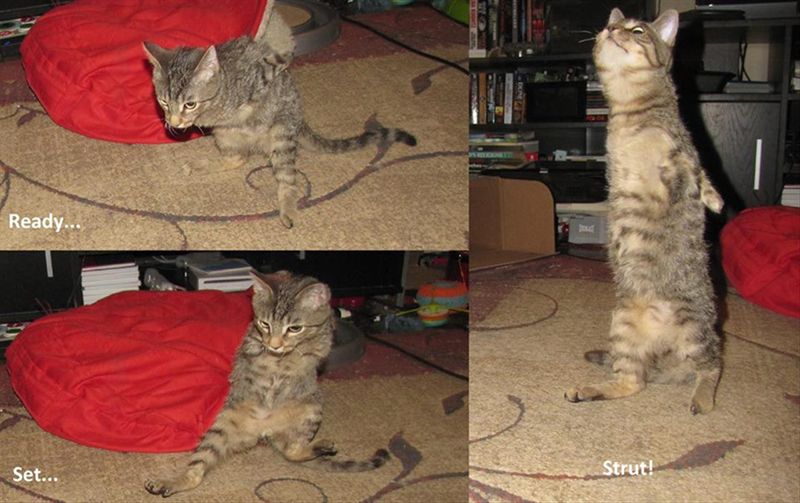 Котенок - звезда фейсбука (13 фото) Котенок - звезда фейсбука (13 фото)