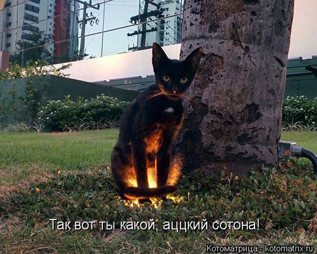 Лучшие котоматрицы недели