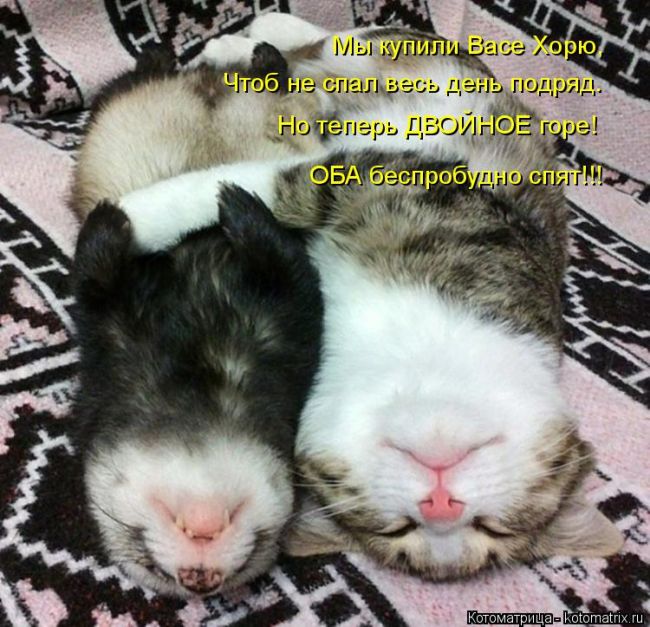 Лучшие котоматрицы недели